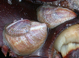 Common Slipper Shell